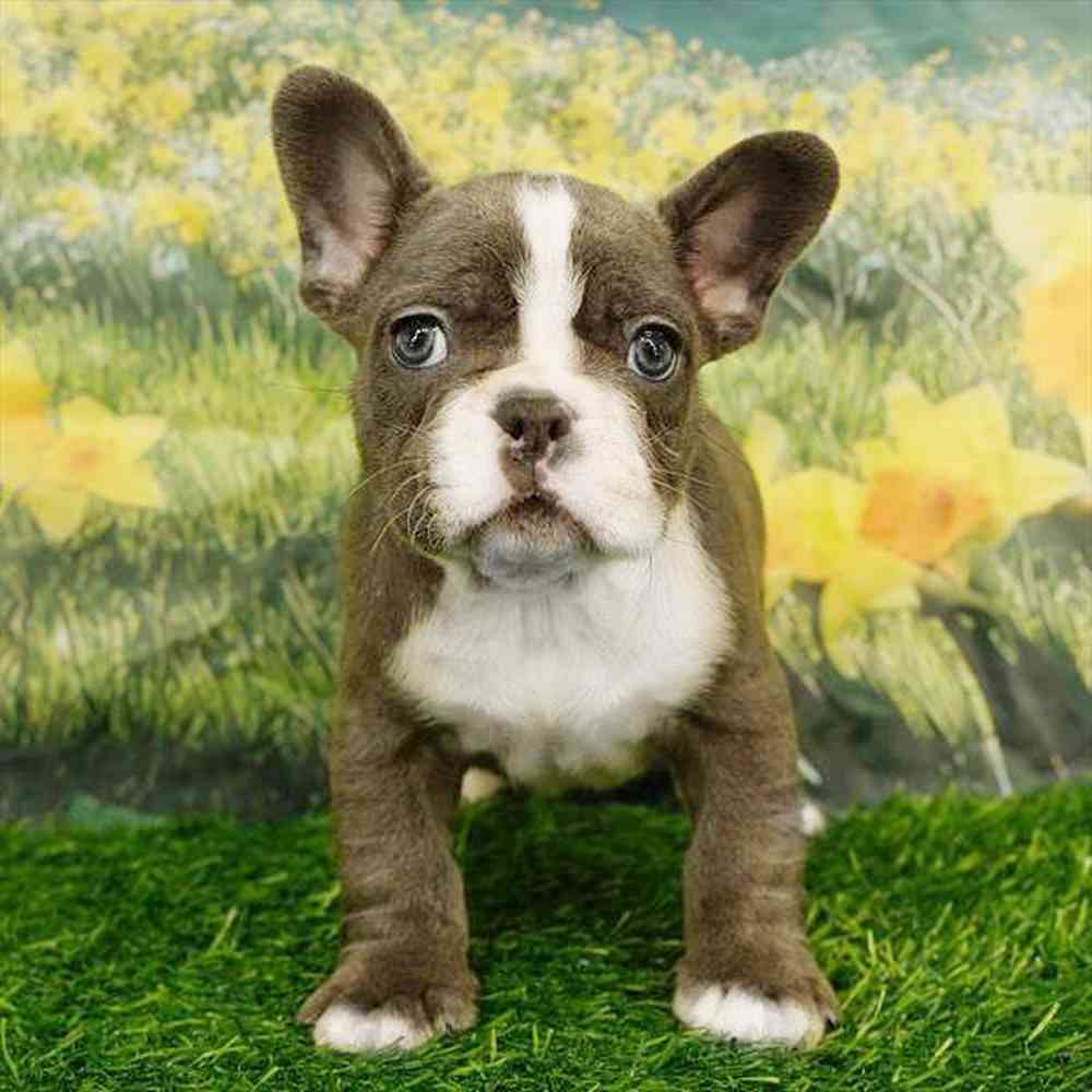pet breed image