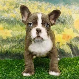 French Bulldog