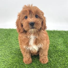 2nd Gen Mini Goldendoodle