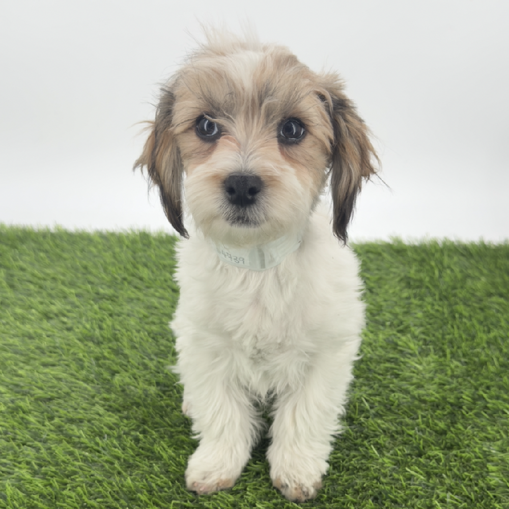 carousel pet images