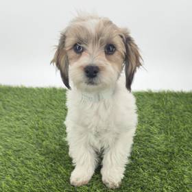 Havanese