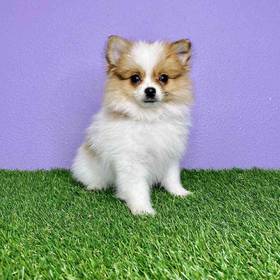 Pomeranian