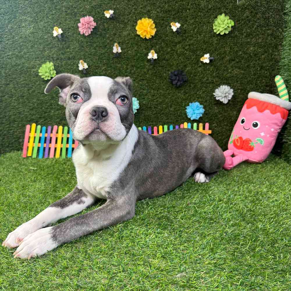 carousel pet images