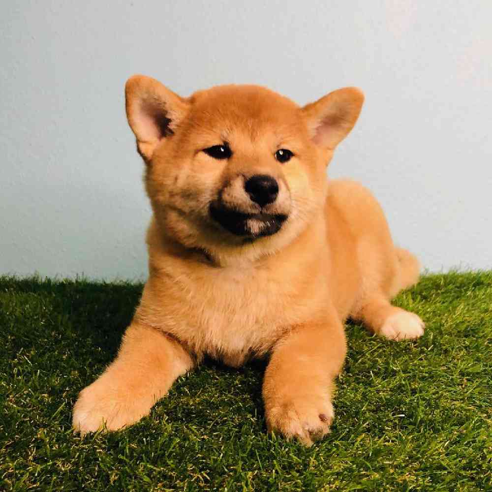 Shiba Inu Puppies for Sale - Puyallup
