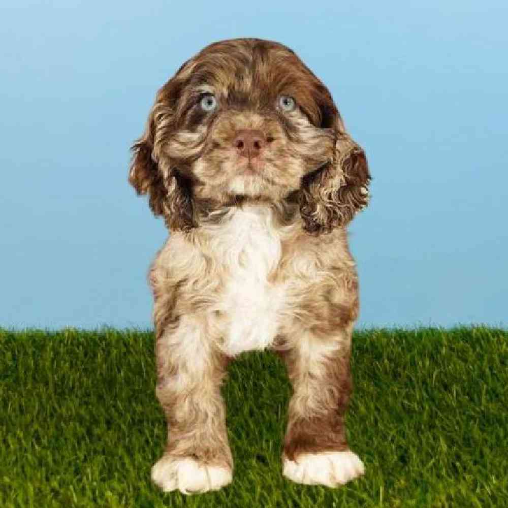 Male Cocker Spaniel Puppy for sale