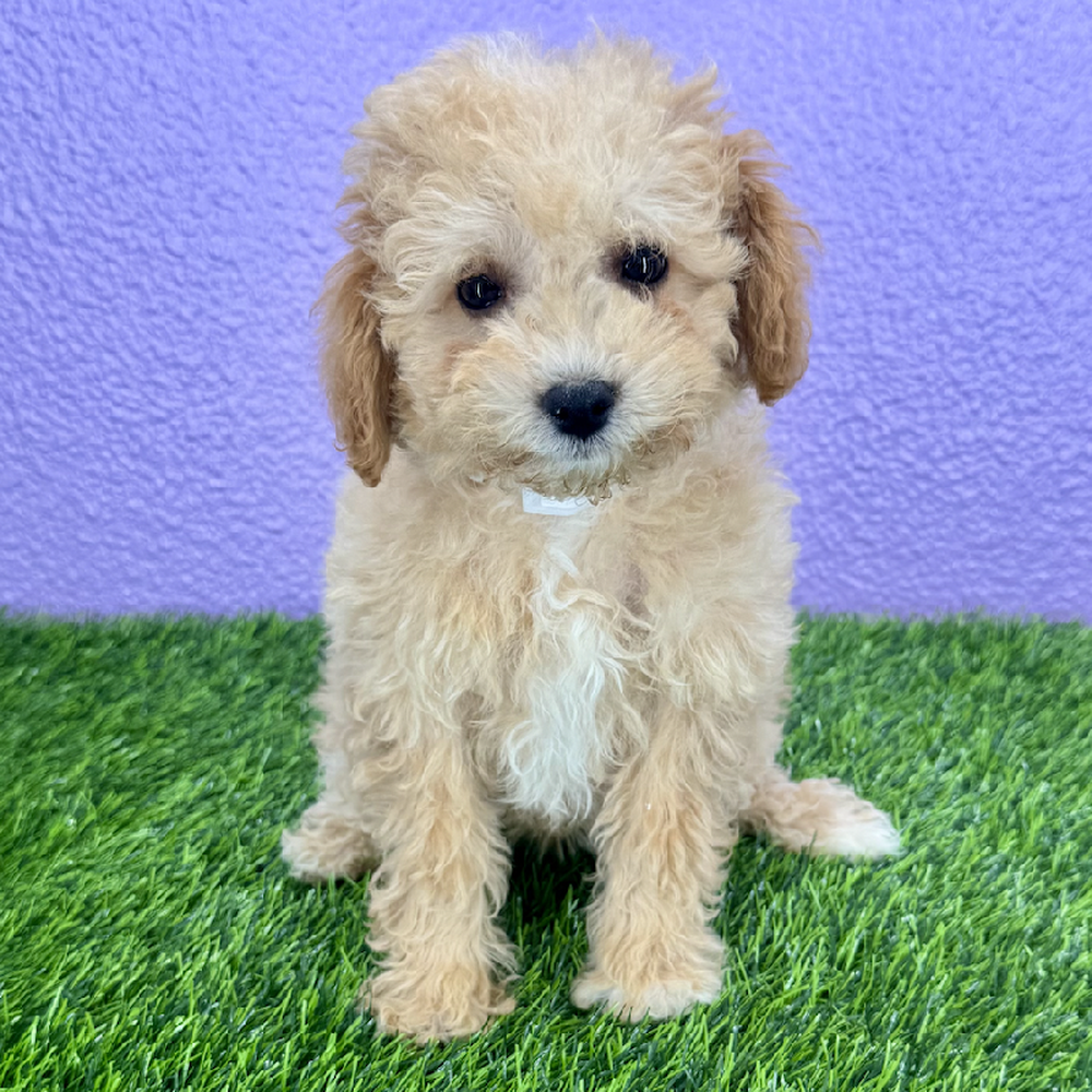pet breed image