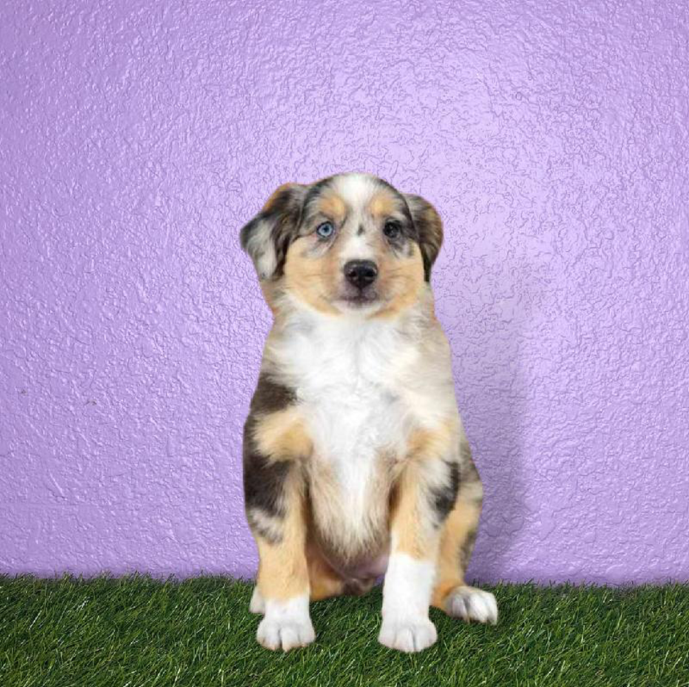 Female Mini Aussie Puppy for sale