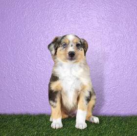 Mini Australian Shepherd