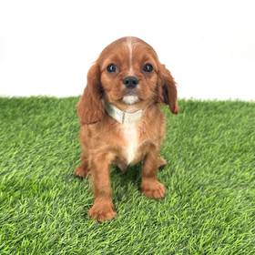 Cavalier King Charles Spaniel