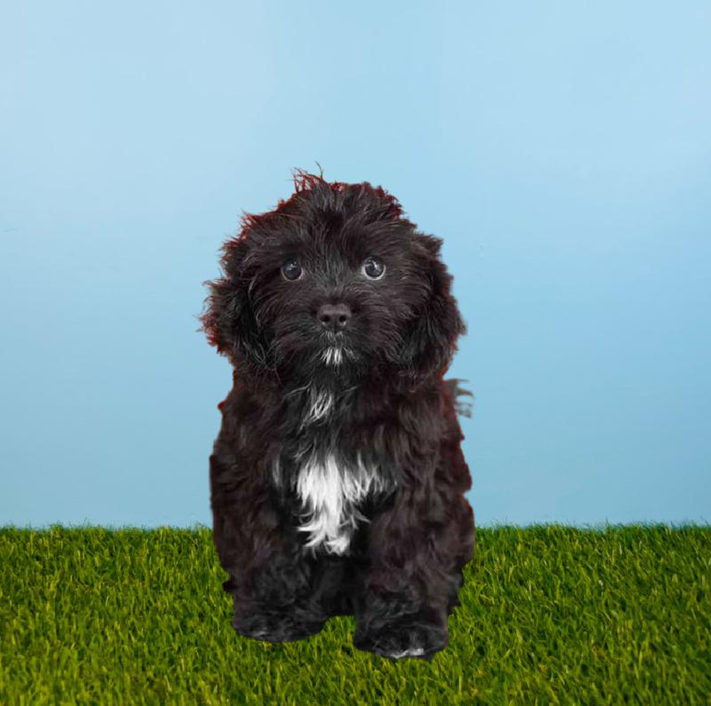 Female Cavapoo Puppy for sale