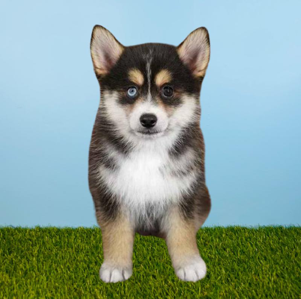 Male Pomsky Puppy for sale