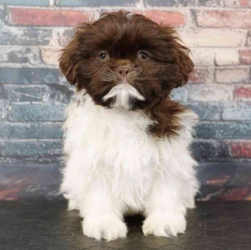 Information on Shipoo Puppies for Sale in Washington