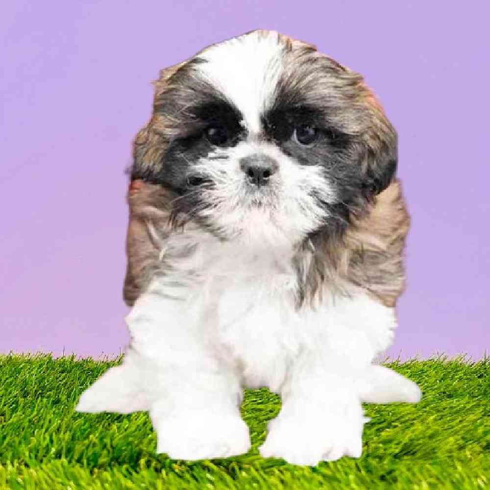 carousel pet images
