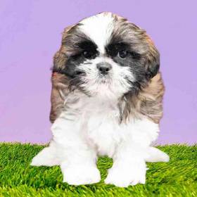 Shih Tzu