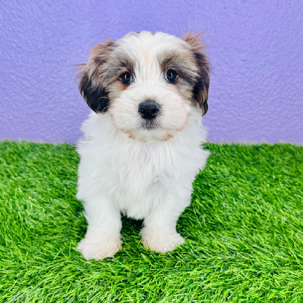 pet breed image