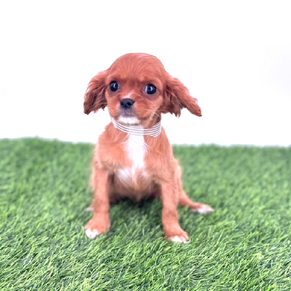 pet breed image