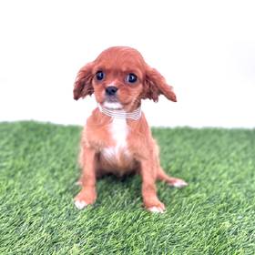 Cavalier King Charles Spaniel