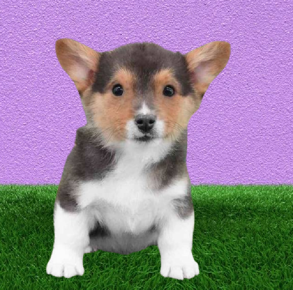 Male Pembroke Welsh Corgi Puppy for Sale in Puyallup, WA