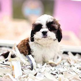 Shorkie