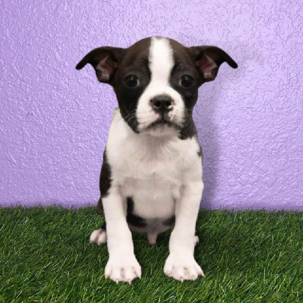 Male Boston Terrier Puppy for sale