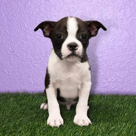 Boston Terrier