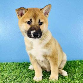 Shiba Inu