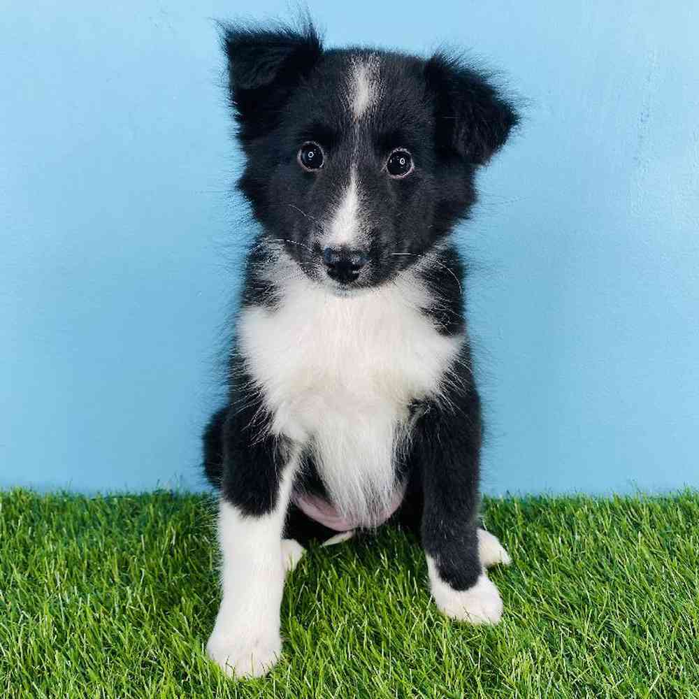 Female Sheltie Puppy for sale