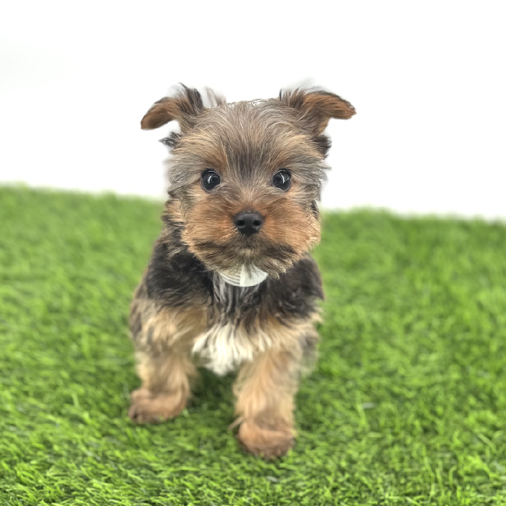 pet breed image
