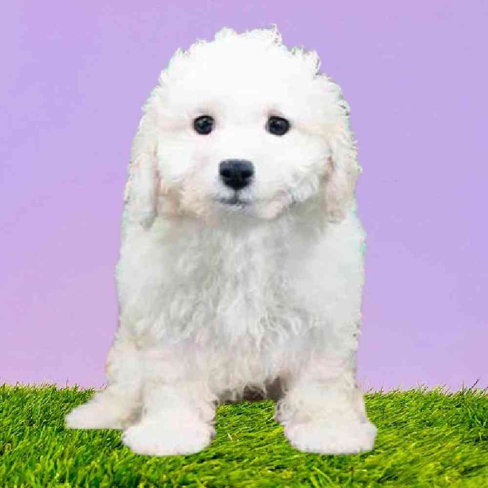 Male Maltechon Puppy for Sale in Puyallup, WA