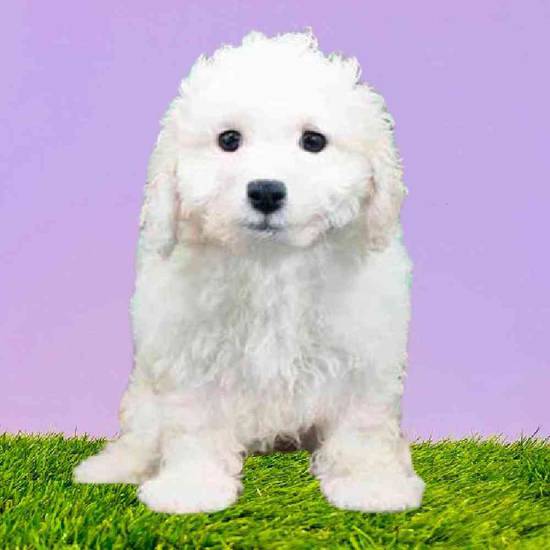 Available Puppies For Sale Puppyland Washington