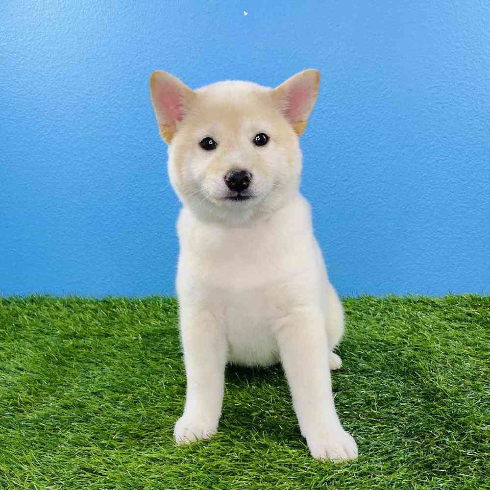 Female Shiba Inu Puppy for sale