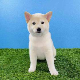 Shiba Inu