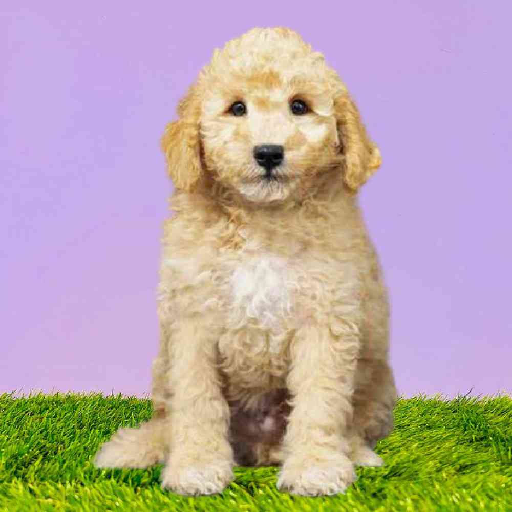 2nd Gen Mini Goldendoodle Puppies for Sale Puyallup