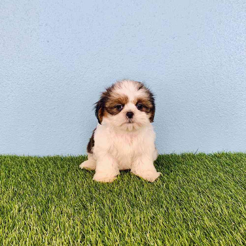 carousel pet images