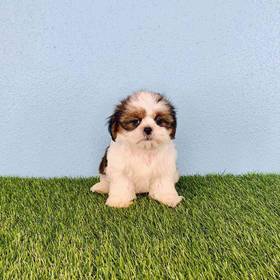 Shih Tzu