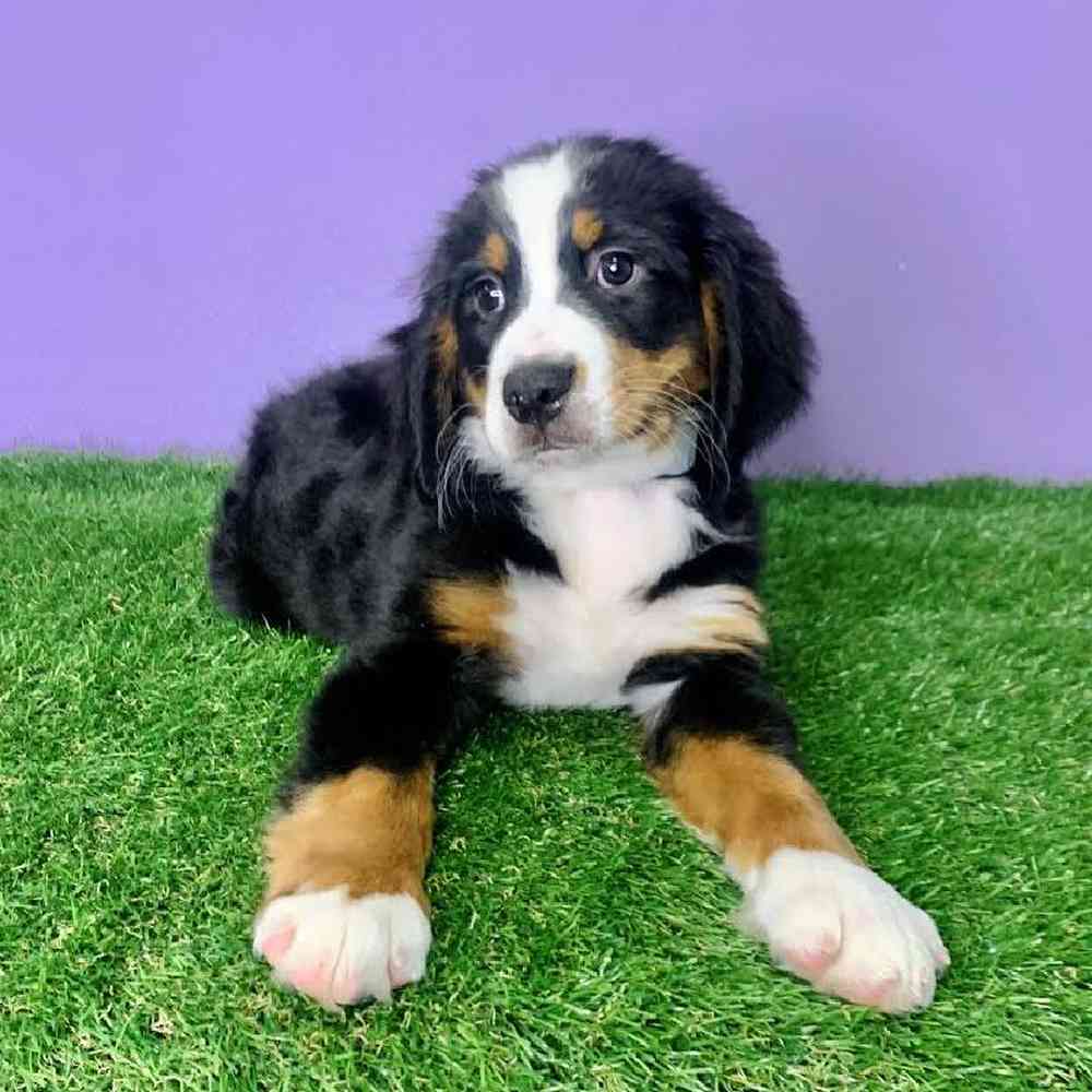 carousel pet images