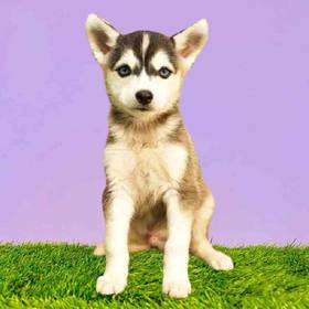 Alaskan Klee Kai