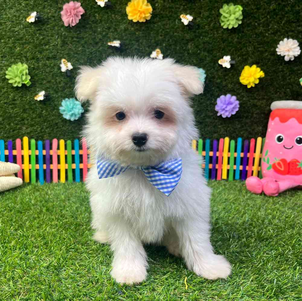 carousel pet images