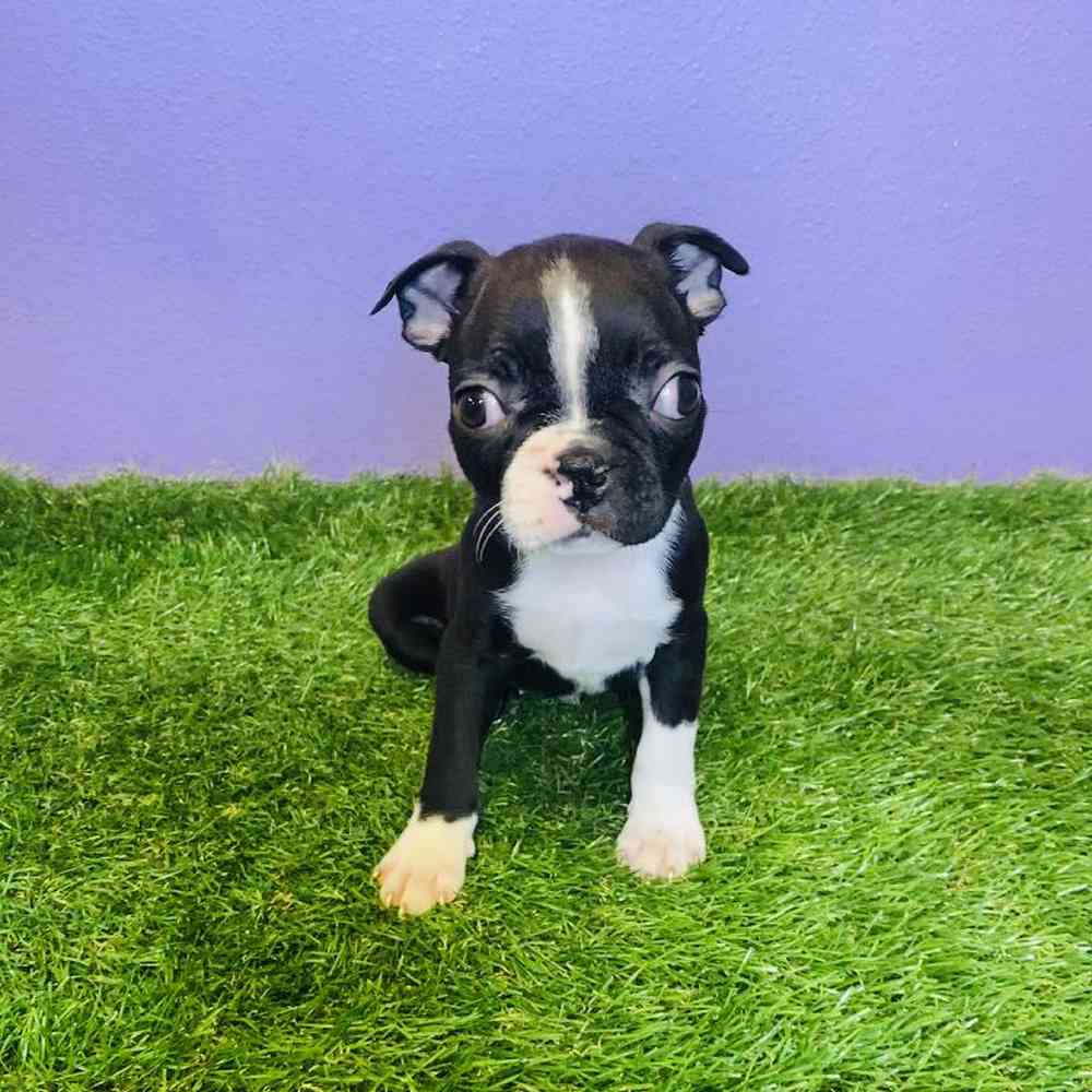 Female Boston Terrier Puppy for sale