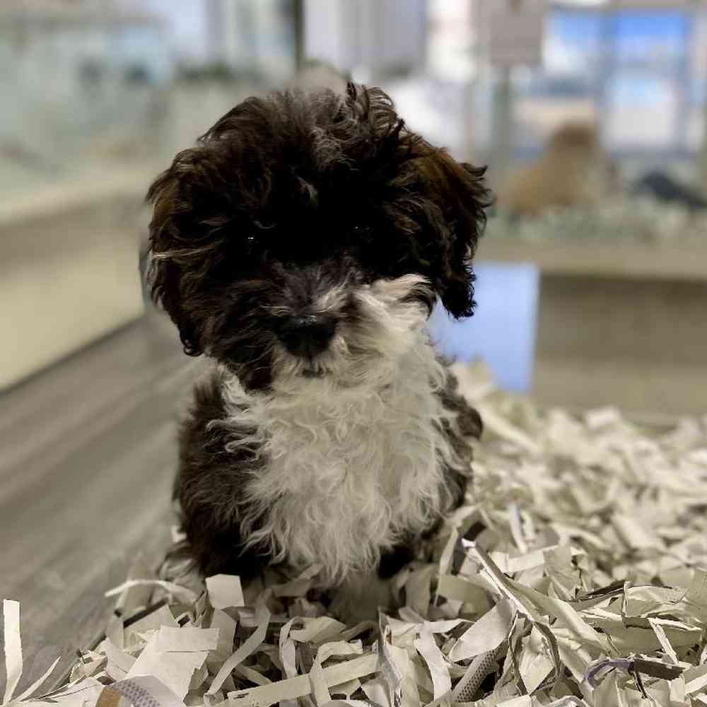 carousel pet images