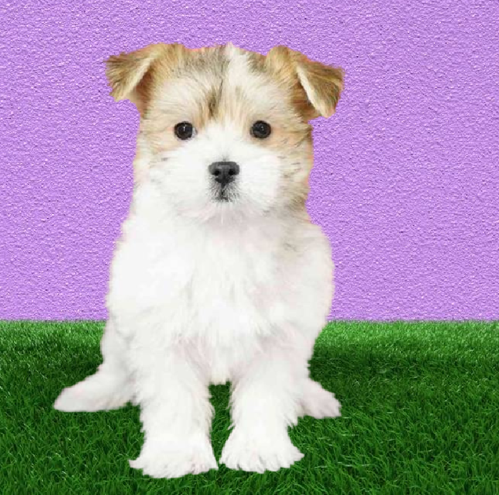 Female Morkie Puppy for Sale in Puyallup, WA