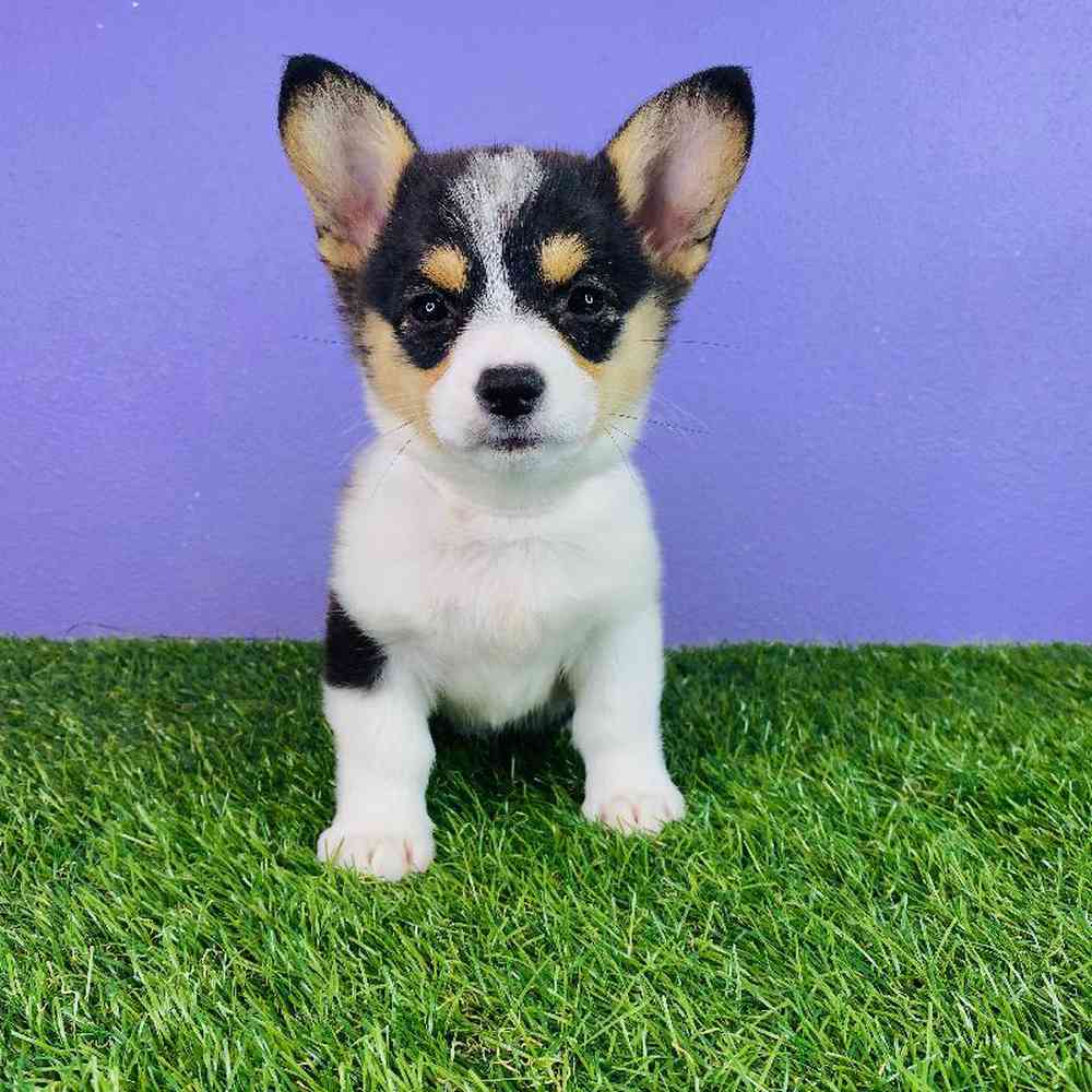 Female Pembroke Welsh Corgi Puppy for sale