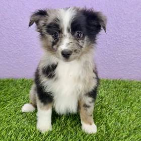 Mini Australian Shepherd