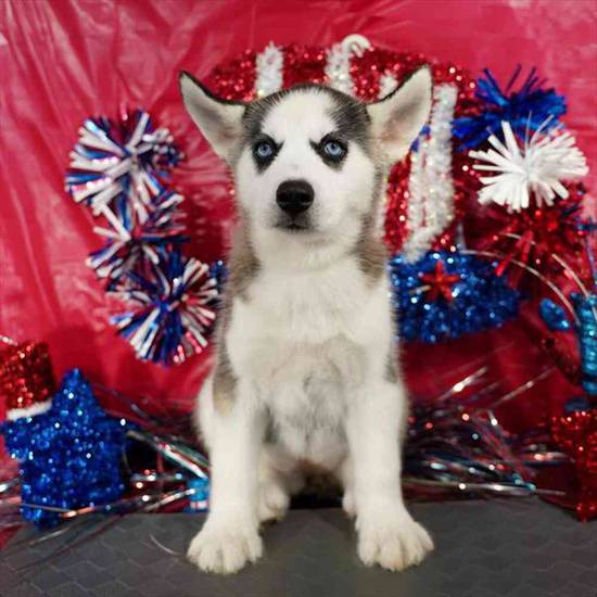 Available Puppies for Sale Puppyland Washington