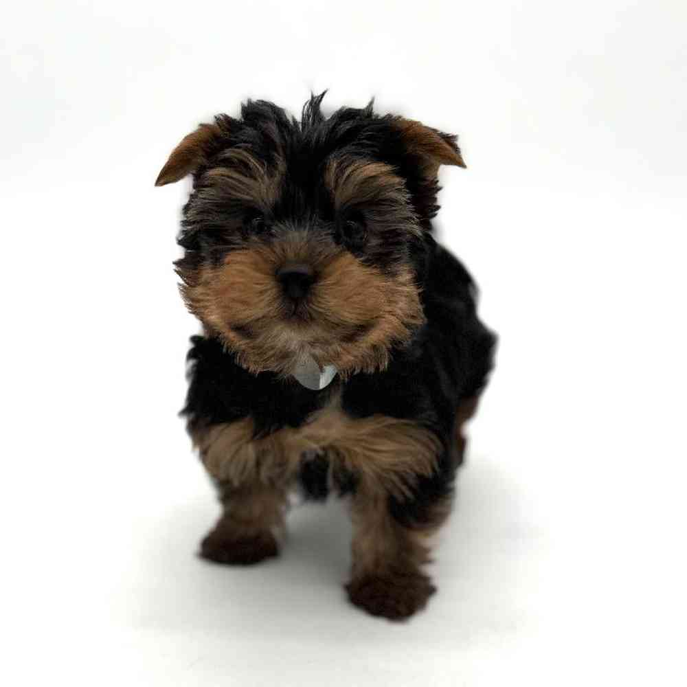 Male Yorkie Puppy for Sale in Puyallup, WA