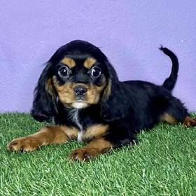 Cavalier King Charles Spaniel