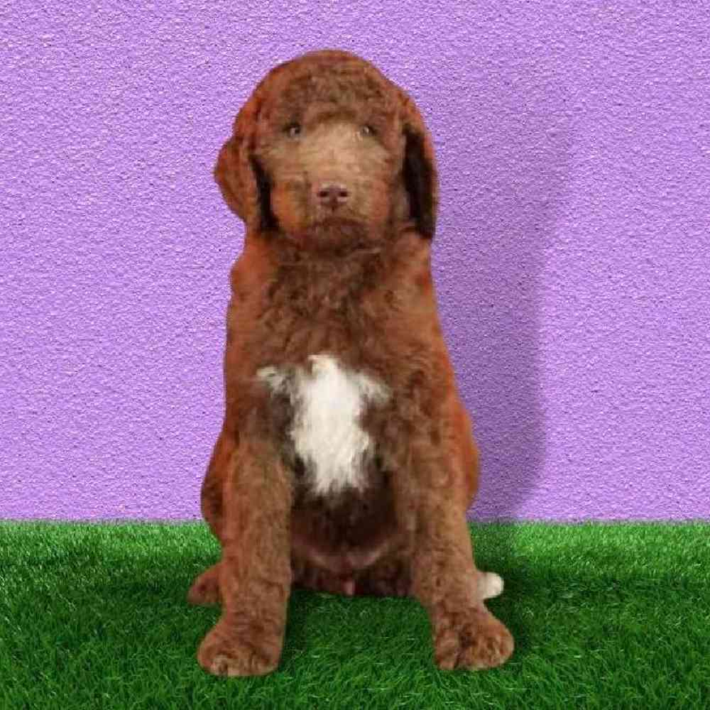 Male 2nd Gen Standard Labradoodle Puppy for sale