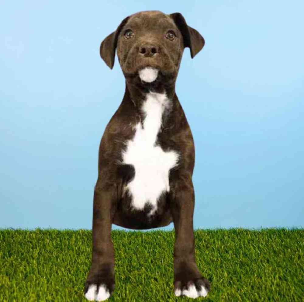 Male Boxer Puppy for Sale in Puyallup, WA
