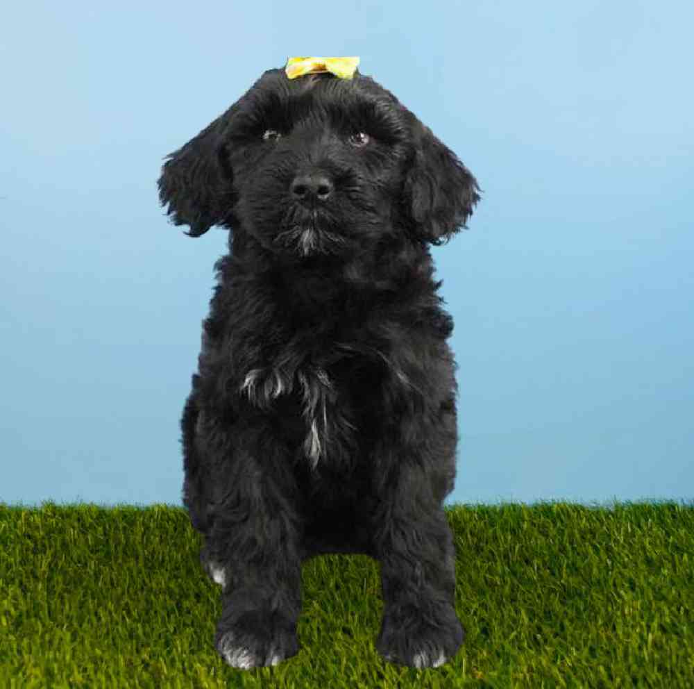 Female Portuguese Water Dog Puppy for sale