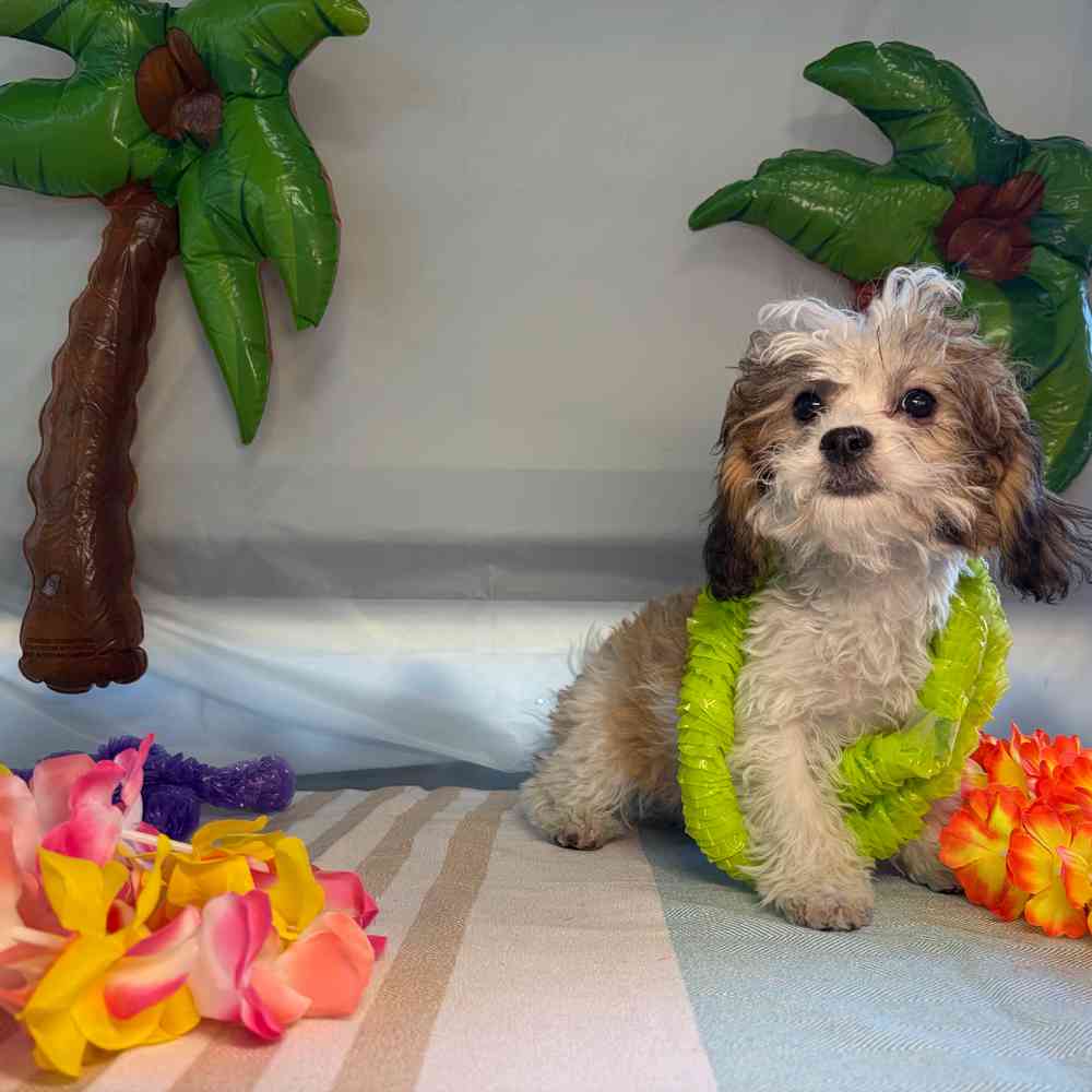 carousel pet images